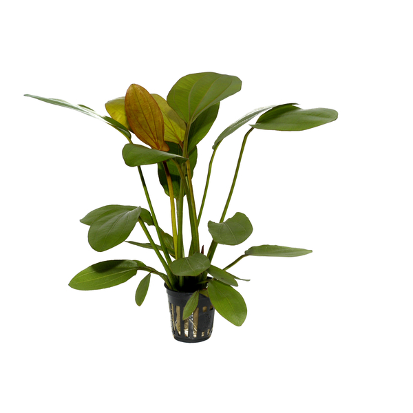 Echinodorus x barthi - Barths Schwertpflanze