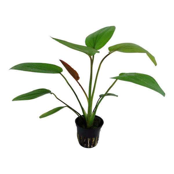Echinodorus x barthi - Barths Schwertpflanze