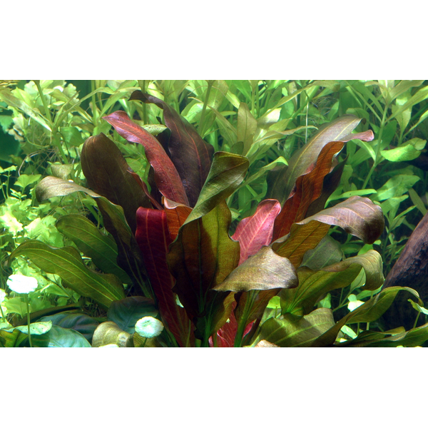 Echinodorus x barthi - Barths Schwertpflanze