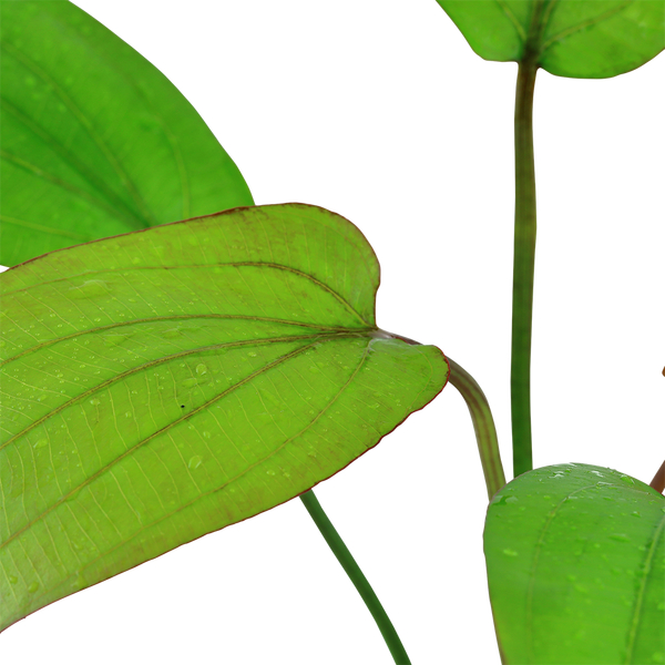 Echinodorus x barthi - Barths Schwertpflanze