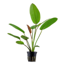 Echinodorus x barthi - Barths Schwertpflanze im Topf von...