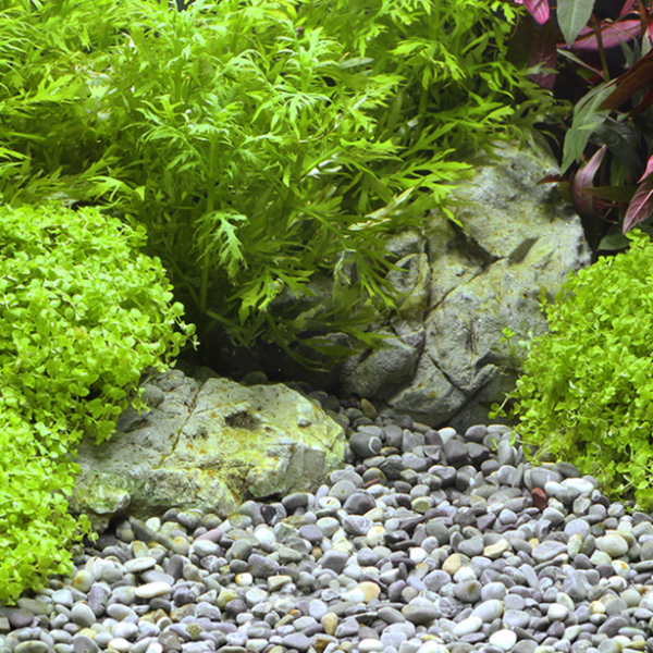 Dennerle Natural Gravel Okavango Aquarienkies