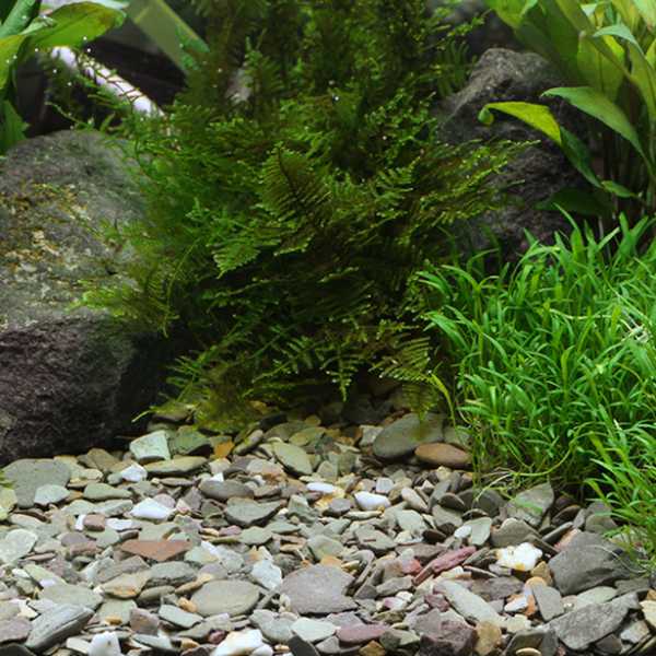 Dennerle Natural Gravel Rio Xingu Aquarienkies 2-22mm 2,5kg