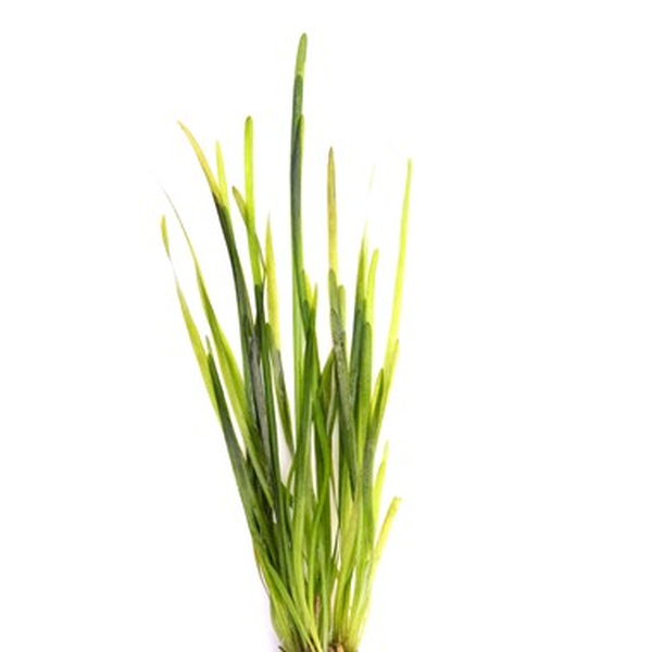 Vallisneria spirallis