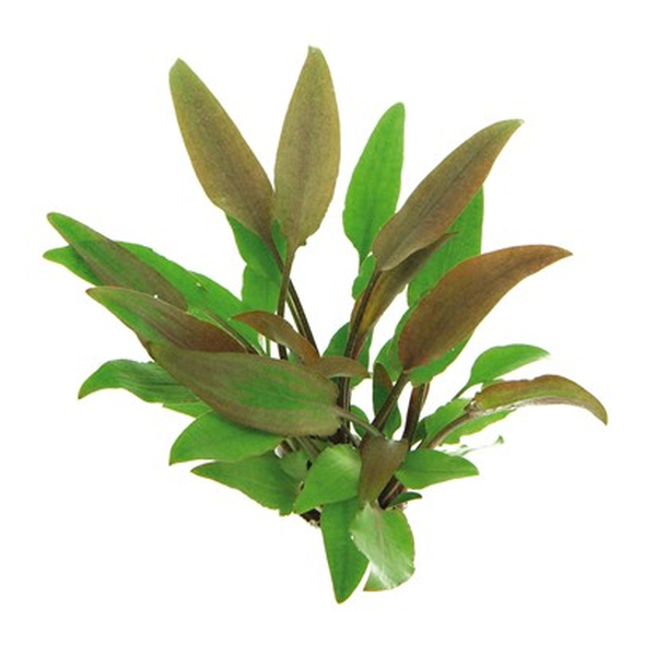 Cyptocoryne lutea im Topf von Dennerle