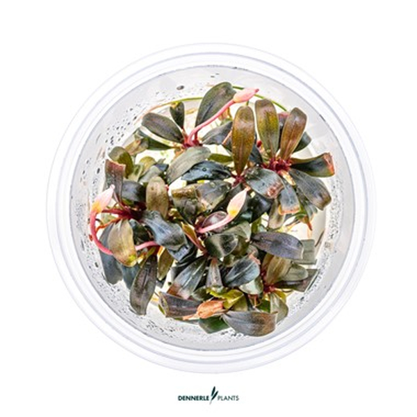 Bucephalandra Serimbu Brown In-Vitro von Dennerle