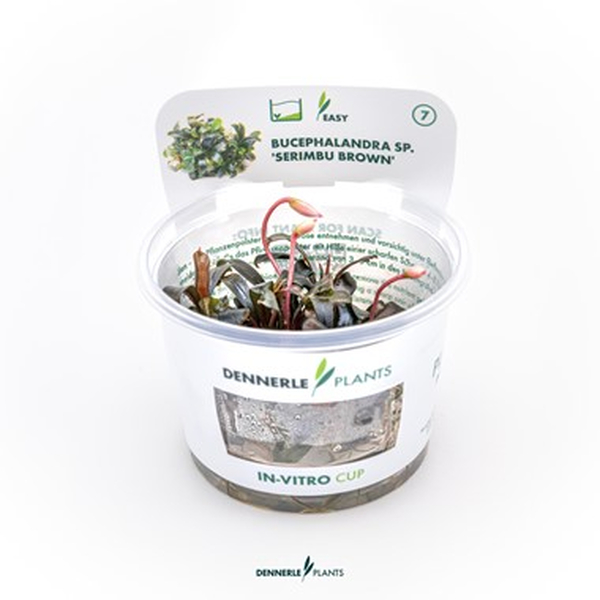Bucephalandra Serimbu Brown In-Vitro von Dennerle