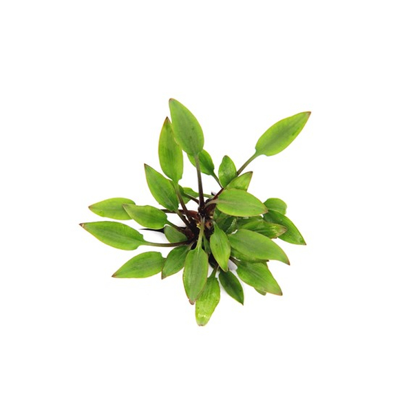 Cryptocoryne lutea Hobbit im Topf von Dennerle