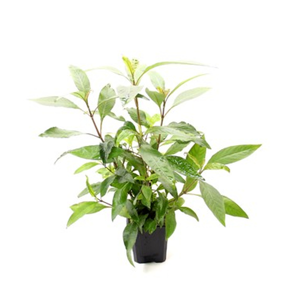 Hygrophila corymbosa Stricta