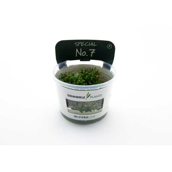 Bucephalandra sp. Mini Catherinae in-Vitro Cup von Dennerle