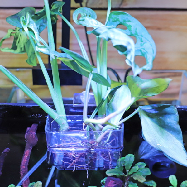 Hobby Pflanzkorb f�r emers wachsende Pflanzen