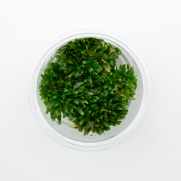 Bucephalandra sp. Mini Catherinae im Terrakotta-Topf