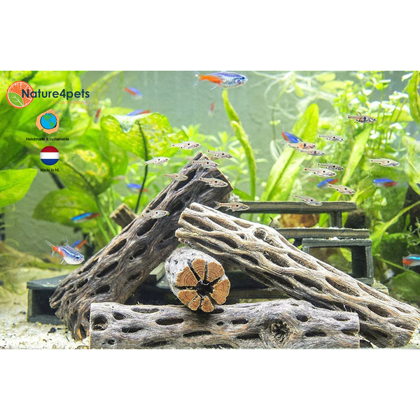 Vuka Holz / Cholla-Wood 7,5cm