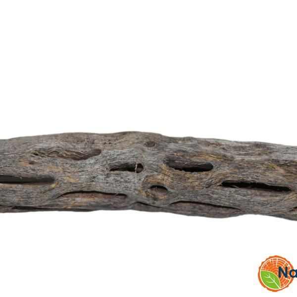 Vuka Holz / Cholla-Wood 7,5cm