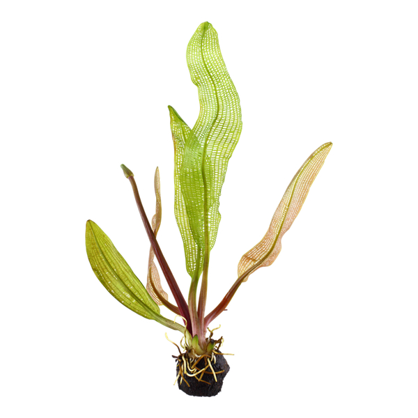Aponogeton madagascariensis  - Madagaskar Gitterpflanze im Topf
