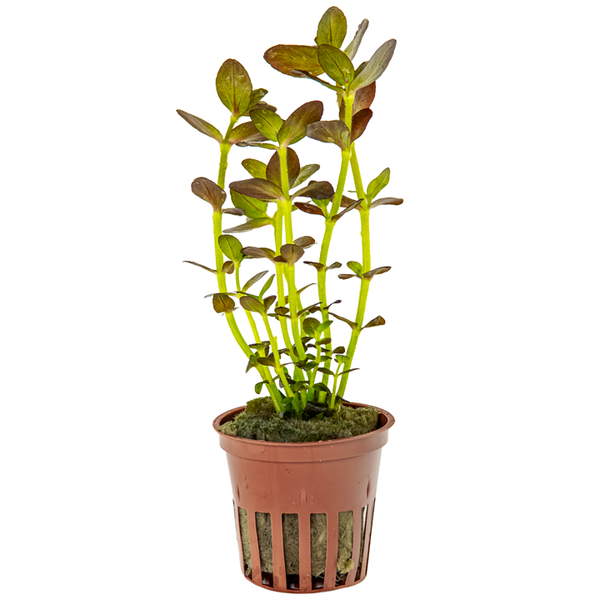 Bacopa salzmannii Purple im Topf von Tropica