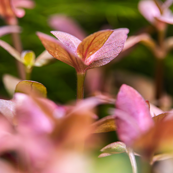 Bacopa salzmannii Purple im Topf von Tropica