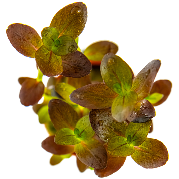 Bacopa salzmannii Purple im Topf von Tropica