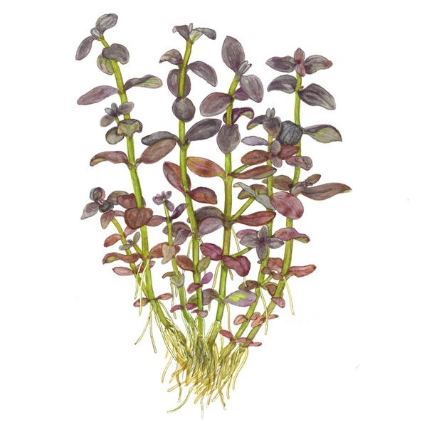 Bacopa salzmannii Purple im Topf von Tropica