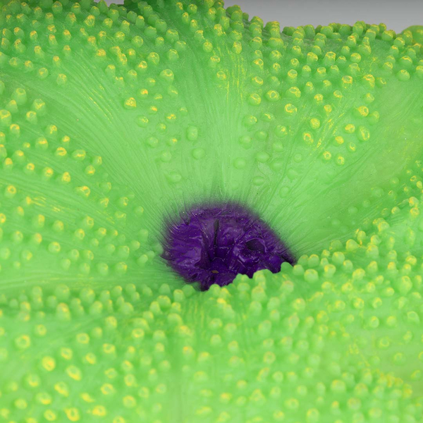 AquaDella Plastikpflanze Anemone Teppich