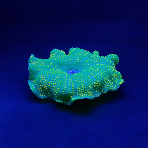 AquaDella Plastikpflanze Anemone Teppich
