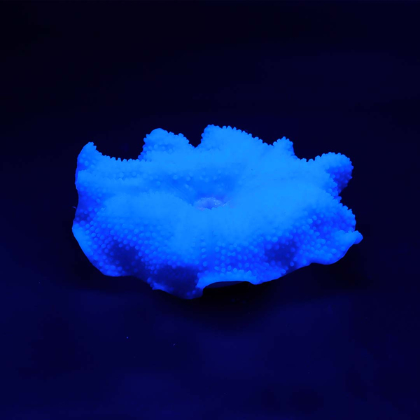 AquaDella Plastikpflanze Anemone Teppich Blau