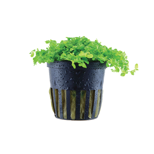 Micranthemum umbrosum - rundbl�ttriges Perlenkraut im Topf vonTropica