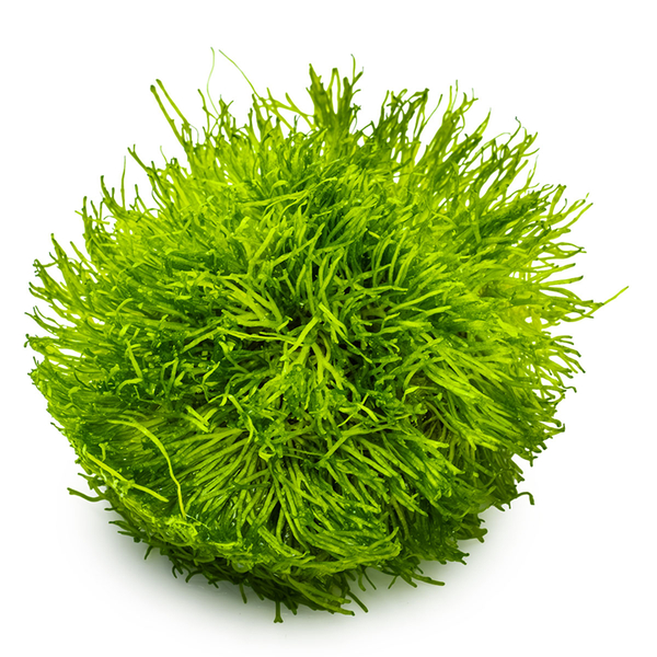 Riccia fluitans - Teichlebermoos 1-2-Grow! von Tropica