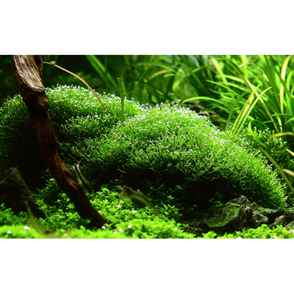 Riccia fluitans - Teichlebermoos 1-2-Grow! von Tropica