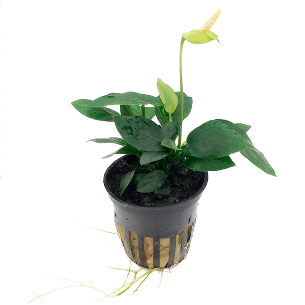 Anubias barteri var. nana - Zwergspeerblatt imTopf