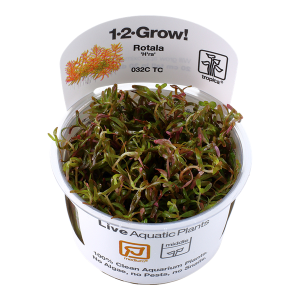 Rotala rotundifolia Hra im Topf