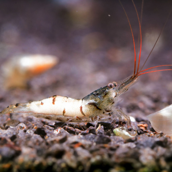 Caridina sp. White Zebra Zwerggarnele