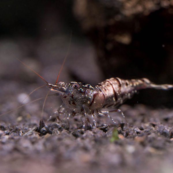 Caridina sp. White Zebra Zwerggarnele