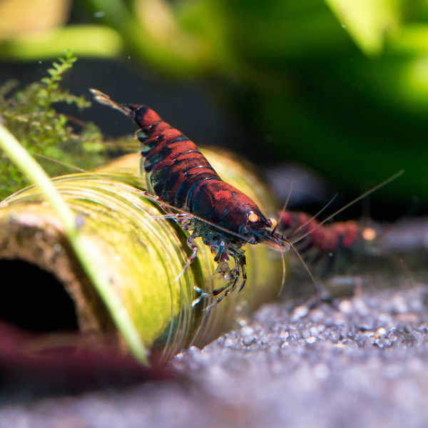 Caridina cf. mariae Deep Blue Tiger Orange Eye