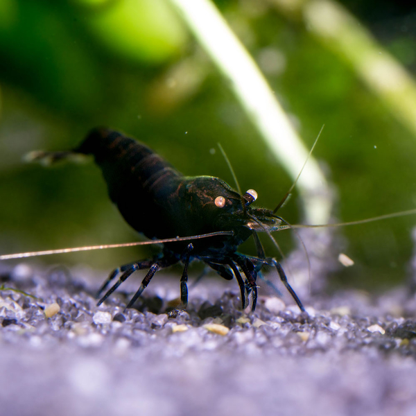Caridina cf. mariae Deep Blue Tiger Orange Eye