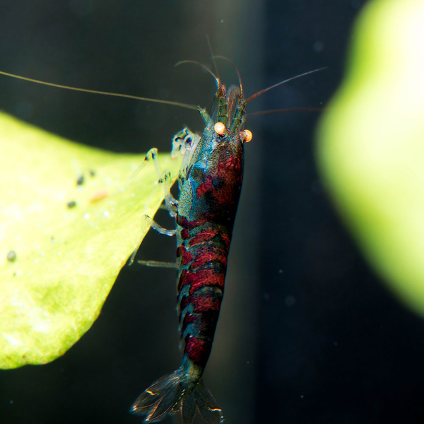 Caridina cf. mariae Deep Blue Tiger Orange Eye