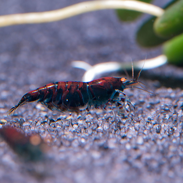 Caridina cf. mariae Deep Blue Tiger Orange Eye