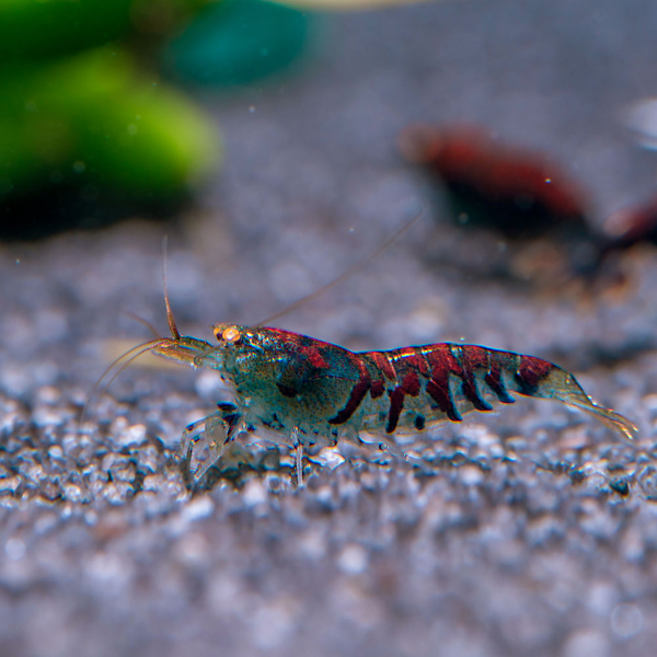 Caridina cf. mariae Deep Blue Tiger Orange Eye