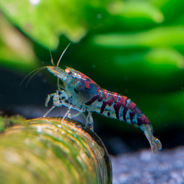 Caridina cf. mariae Deep Blue Tiger Orange Eye