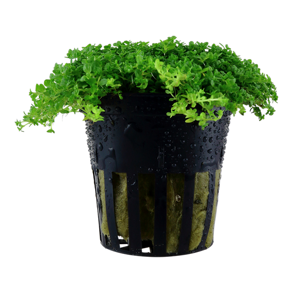 Hemiantus glomeratus