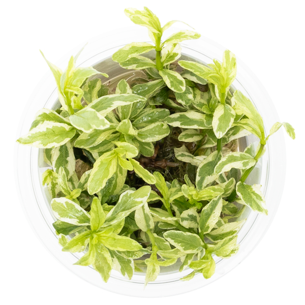 Hygrophila polysperma White 1-2-Grow | Tropica