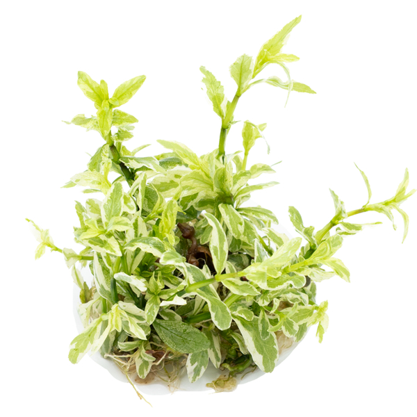 Hygrophila polysperma White 1-2-Grow | Tropica