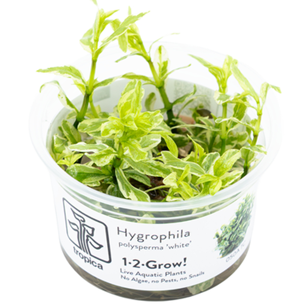 Hygrophila polysperma White 1-2-Grow | Tropica