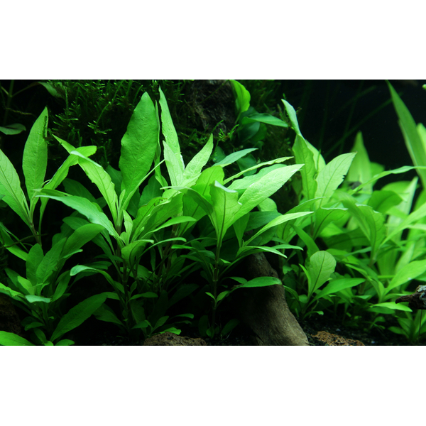 Hygrophila corymbosa Siamensis 53B Topf | Tropica