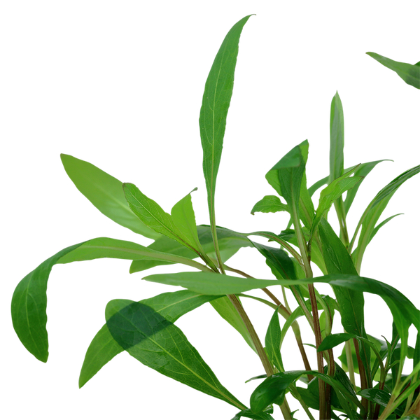 Hygrophila corymbosa Siamensis 53B Topf | Tropica