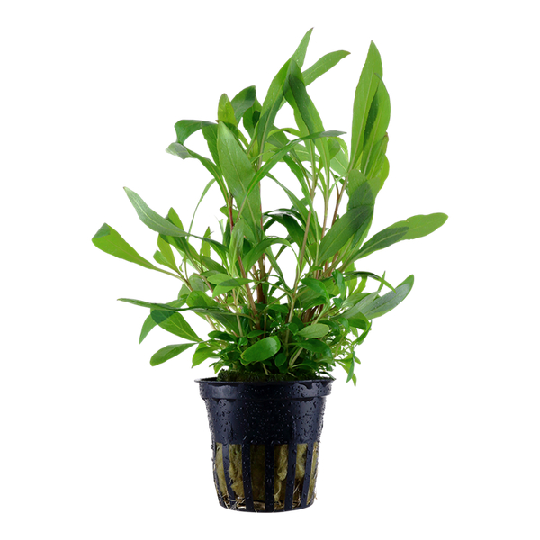 Hygrophila corymbosa Siamensis 53B Topf | Tropica
