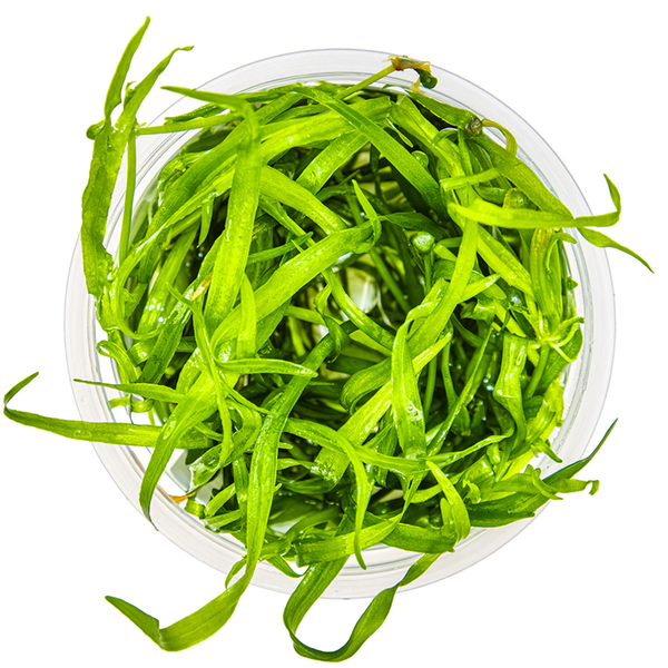 Helanthium tenellum Green