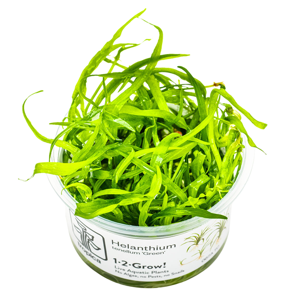 Helanthium tenellum Green