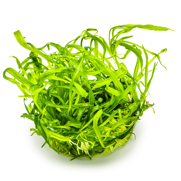 Helanthium tenellum Green Tropica | 1-2-Grow