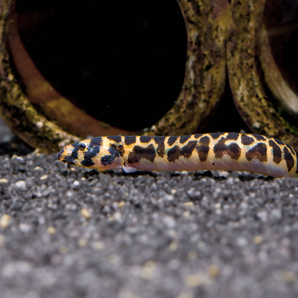 Pangio shelfordii - Shelfords Dornauge